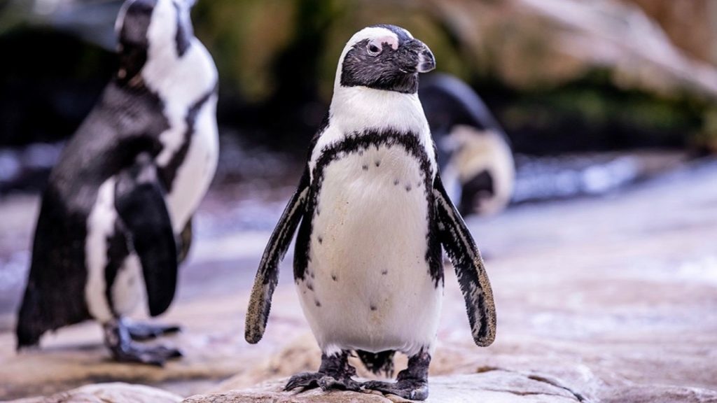 African penguins are teetering on the brink of extinction
