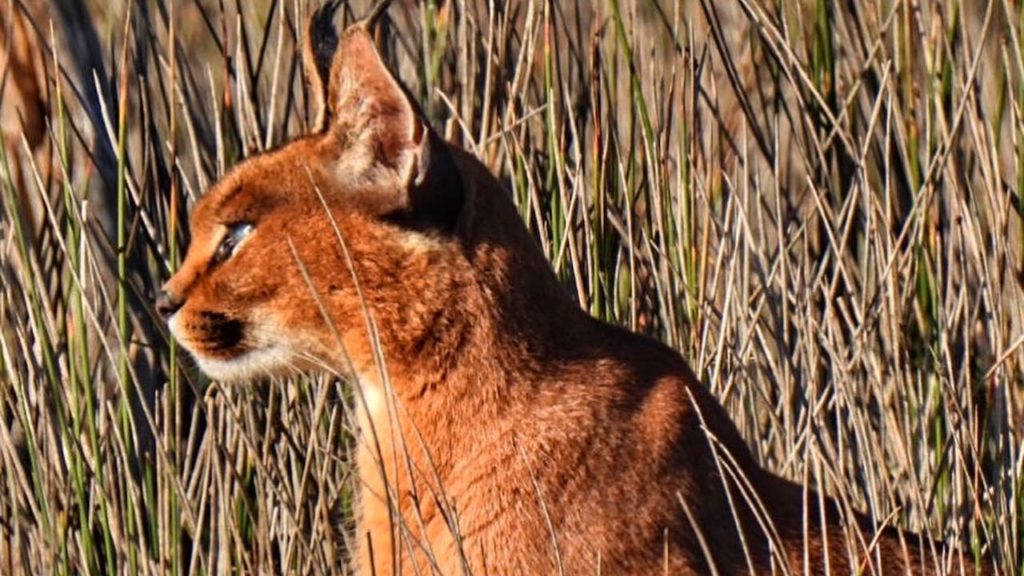 Look: A necessary dose of vitamin Caracal to carry us through the week