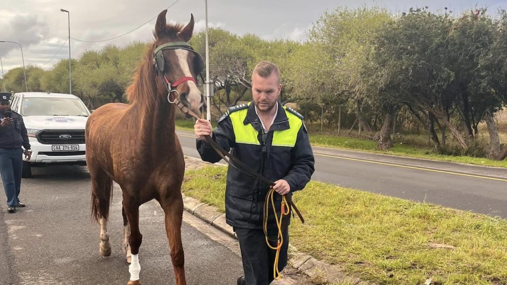 SPCA rescues panicked horse on M5 in Cape Town