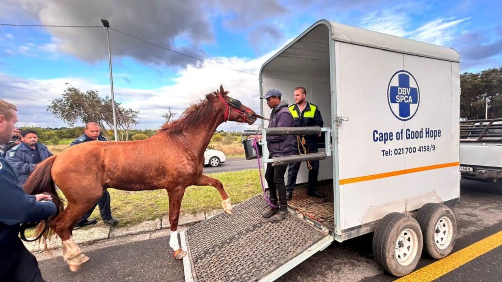 Cape of Good Hope SPCA responds to 147 complaints about horses