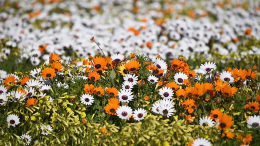 West Coast National Park gears up for stunning flower season