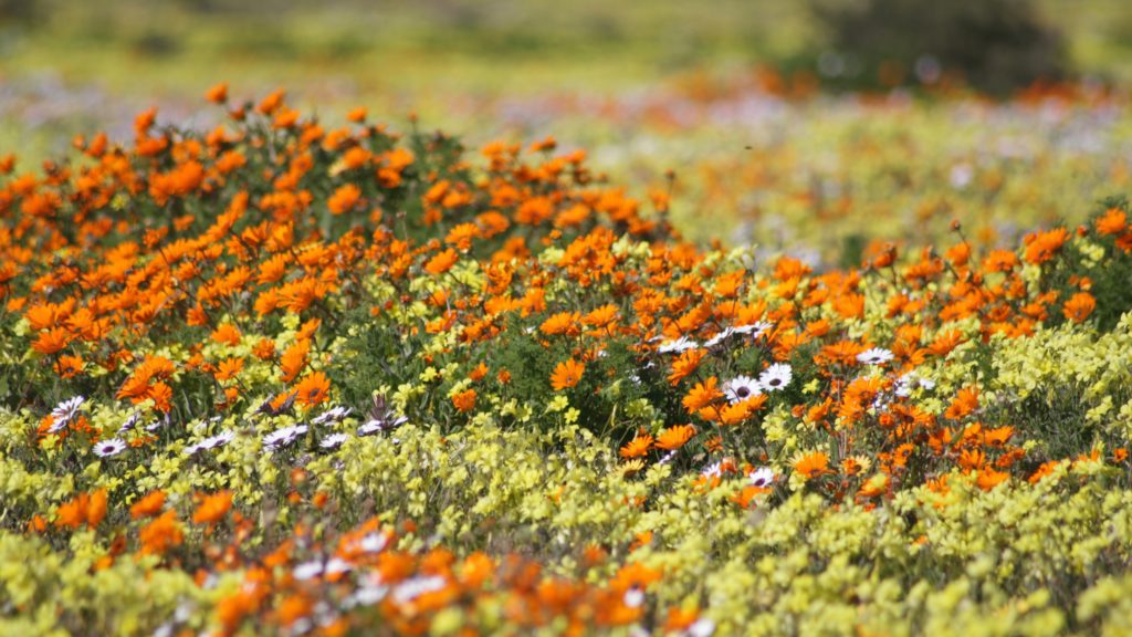 5 Western Cape getaways offering proximity to wildflower displays