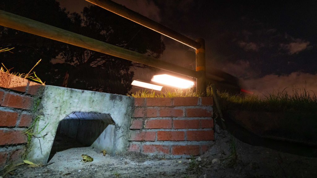 Western Leopard Toad Underpass Project installs travel tunnels for toads