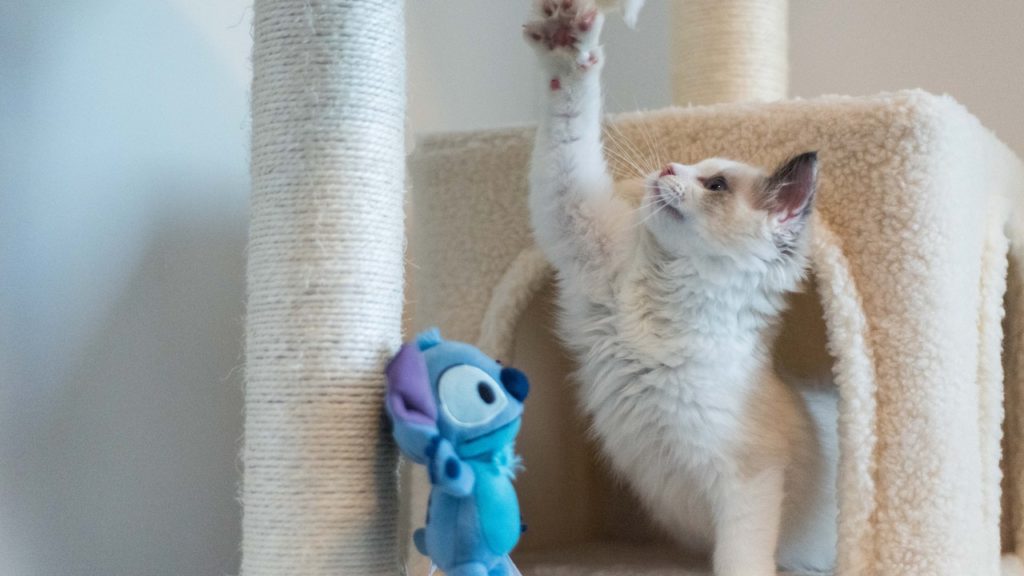 These adorable felines are available for adoption this International Cat Day