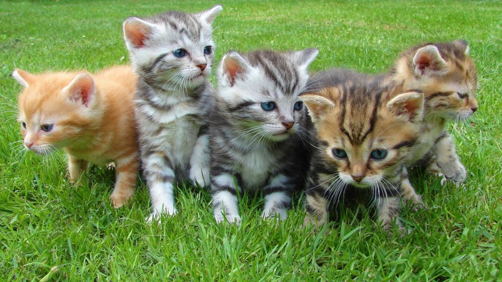 Join the feline frenzy and adopt a kitten or cat on International Cat Day