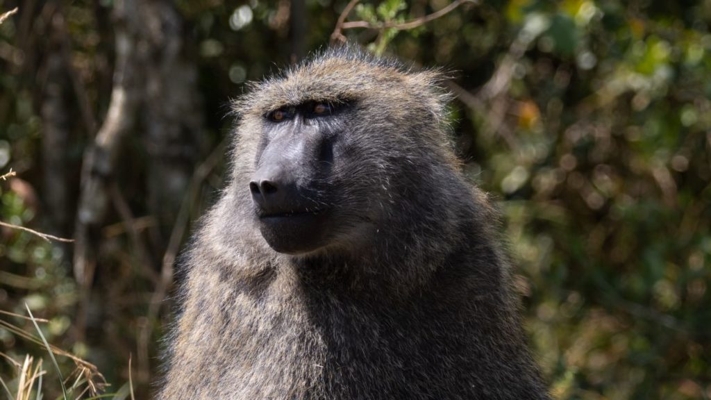 Cape of Good Hope SPCA release first ‘State of Baboon Welfare’ report