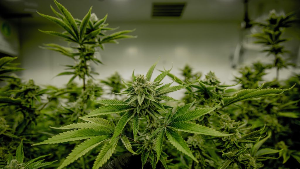 Western Cape man fined R30 000 for home-run cannabis hydroponic lab