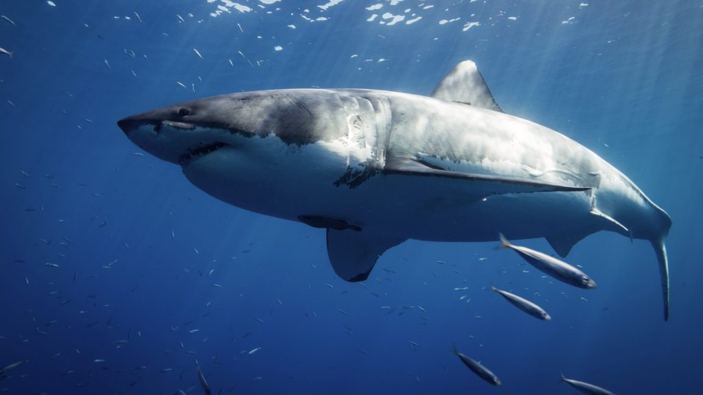 South Africa's great white sharks are changing locations