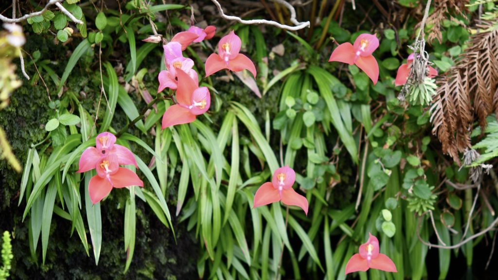 Celebrate spring with the Cape Orchid Society's 2023 Spring Show