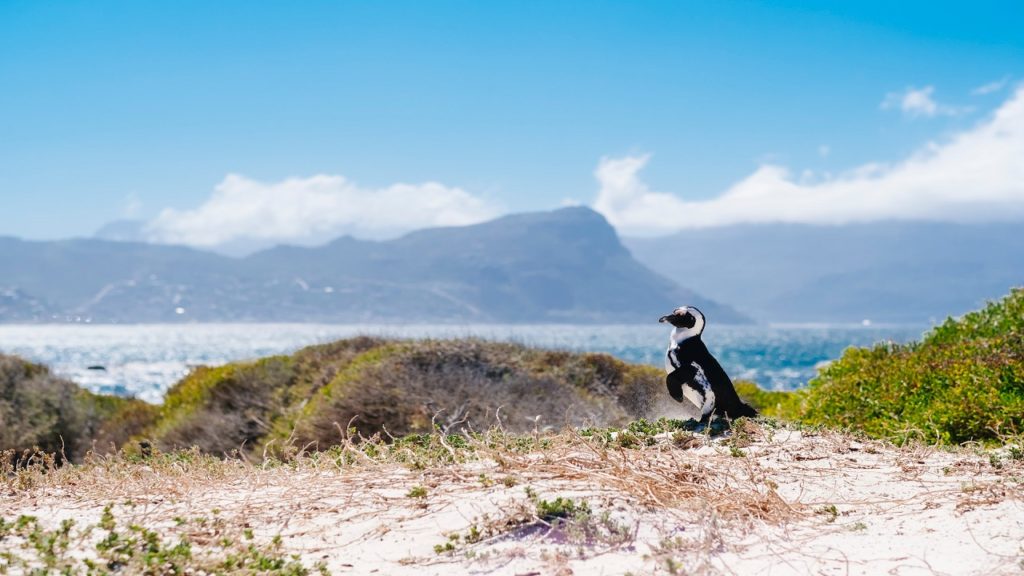 Explore Cape Town like a tourist with these exclusive offers
