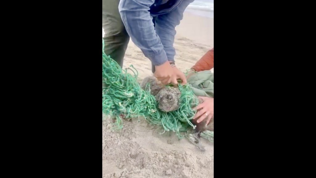 Video: Seal pups cut free from a fishing net in West Coast National Park