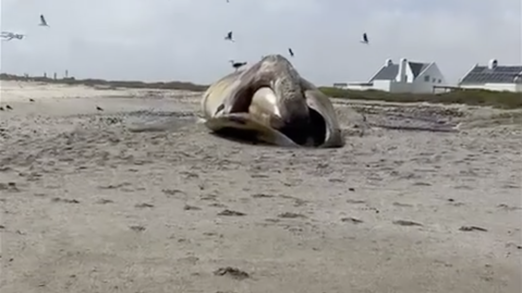 Southern right whale washed up on shore on Dwarskersbos beach