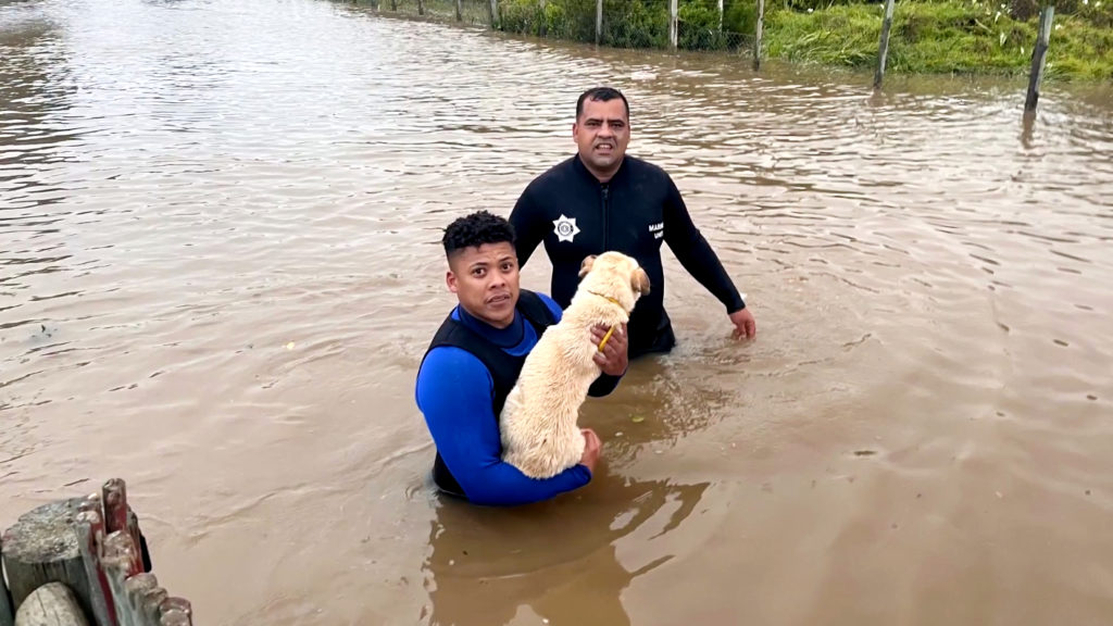 Footage: Rescue teams wade through water to assist stranded animals