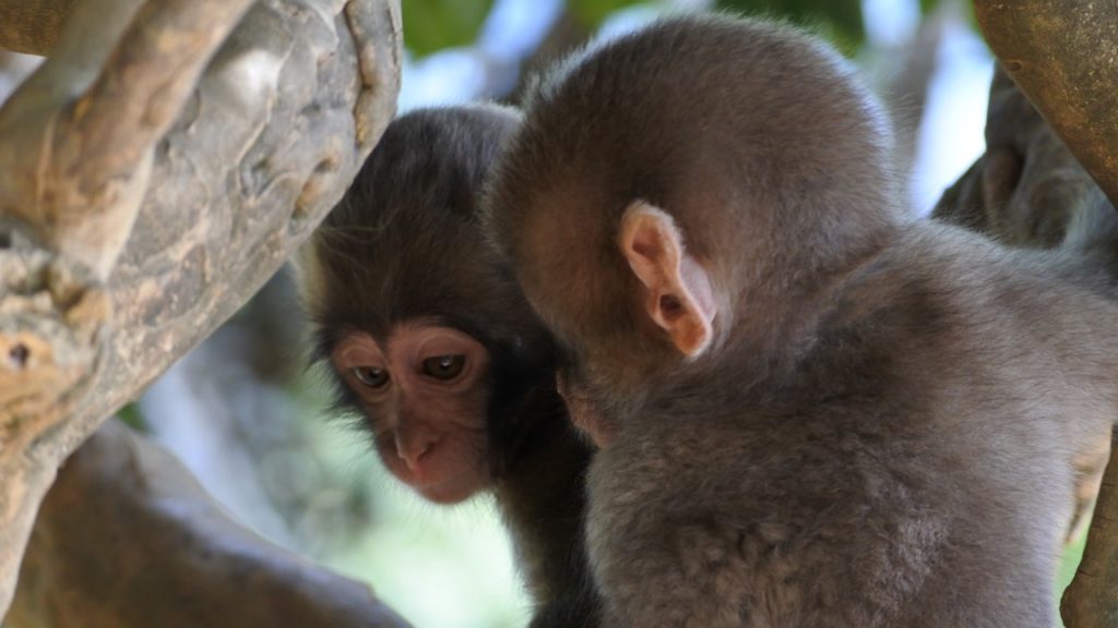 SPCA investigates after Cape Town resident shoots juvenile baboon