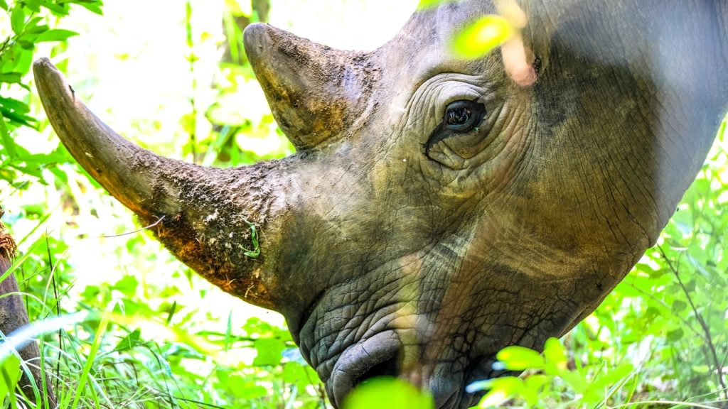 Rhino numbers up in Africa for the first time since 2012