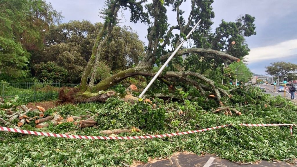A century-old Champion Tree topples over at Arderne Gardens