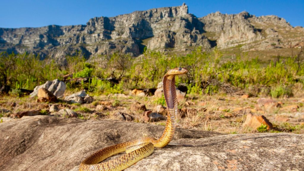 SANParks urges vigilance as snake activity rises in TMNP