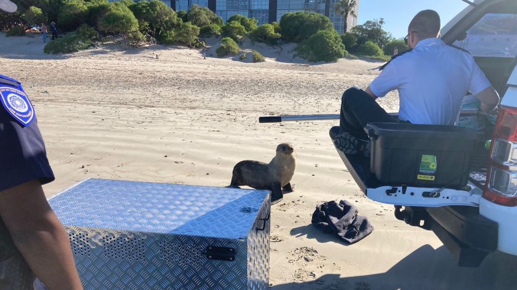 Stressed-out seal bites woman and dies after days of harassment