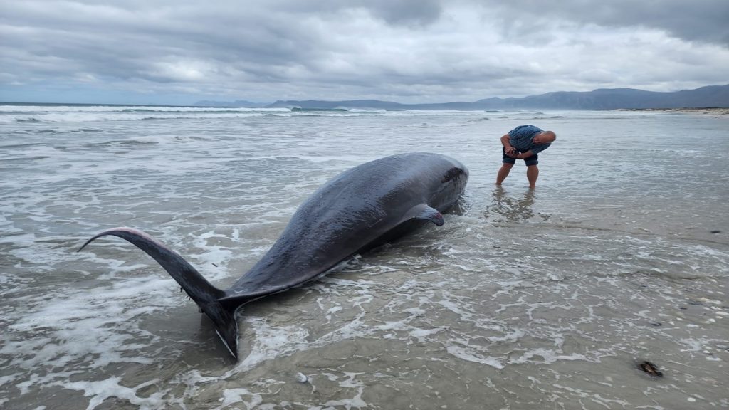 Rare deep-sea dolphin-like whale beached at Gansbaai