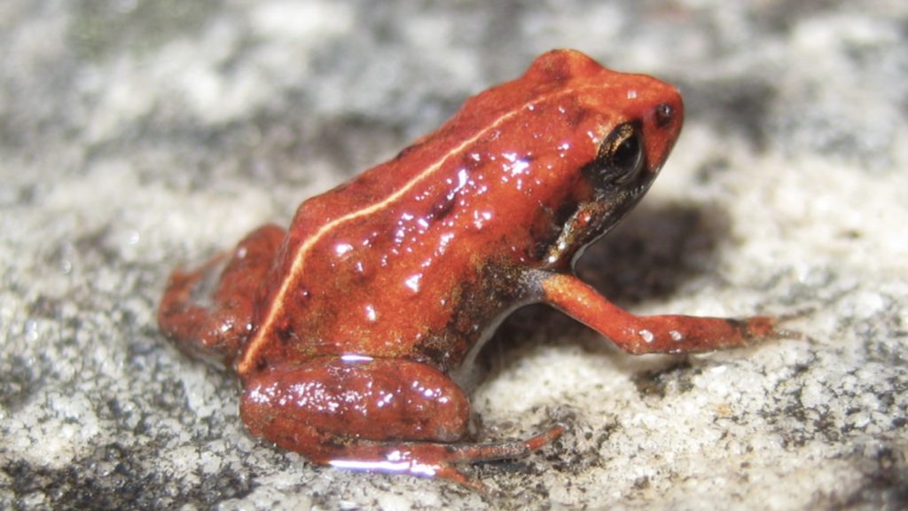 Stellenbosch researcher contributes to critical global study on amphibians 