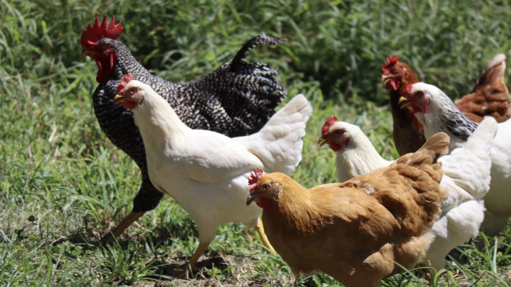 Bird flu outbreak in South Africa: What you need to know