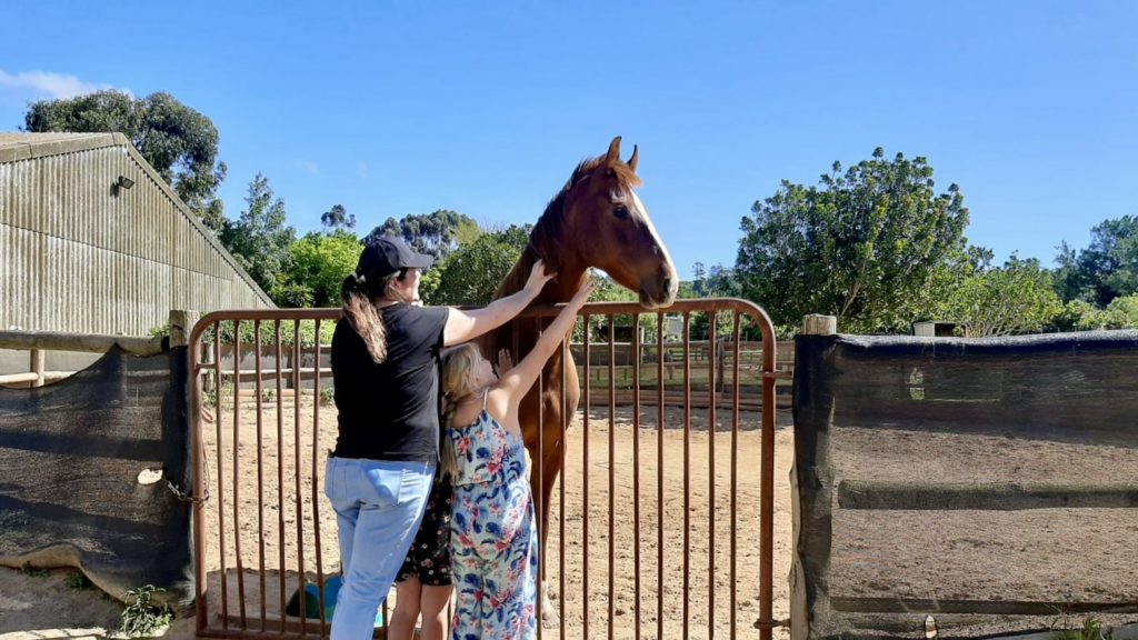 Flash, the horse rescued on a Cape Town highway, finds his forever home