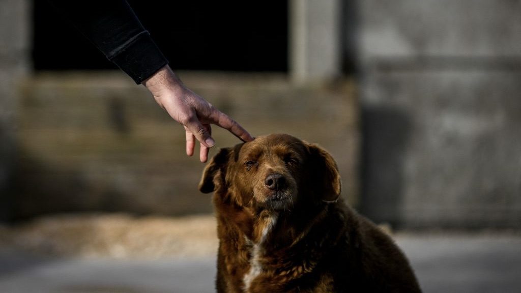 Bobi, the world’s oldest dog, has died