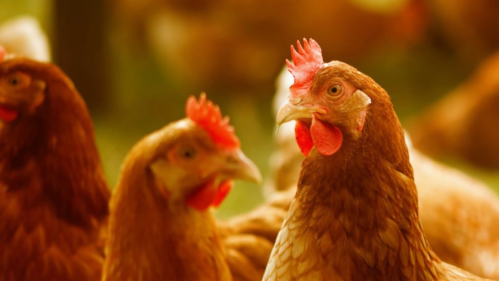 Producers remain vigilant despite no new cases of avian flu in the WC
