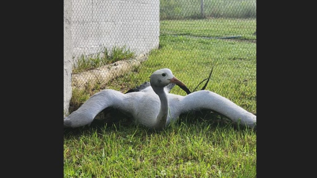 Look: Bluey the rescued blue crane soars back to freedom