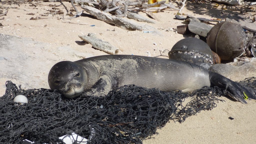 Storm surges cause over 50 seals to be washed up on Cape Town beach