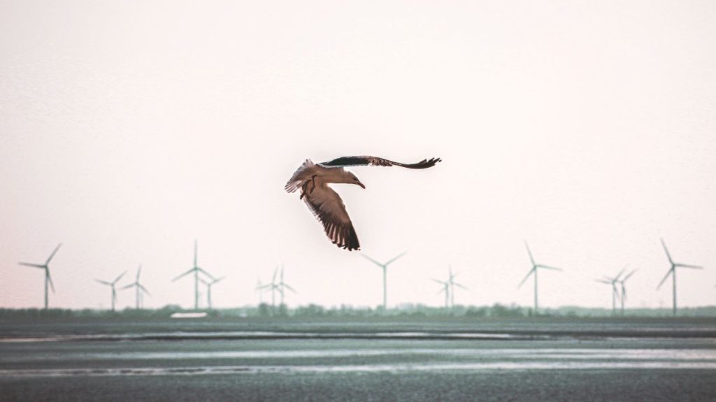 WC wind farm pilots project to prevent bird collisions with turbines