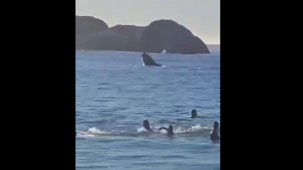 Watch: Mother whale and her calf give Clifton beachgoers a show