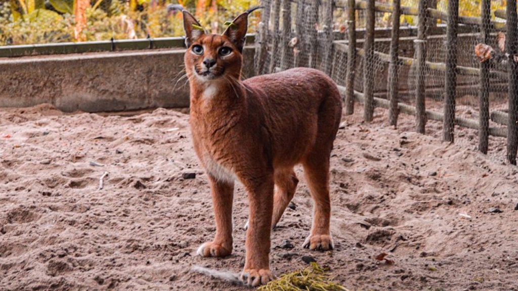 Death of caracal Hope highlights the peril dogs can pose to wildlife