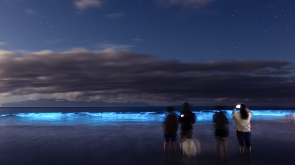 Look: The waves at Fish Hoek Beach glow with bioluminescence