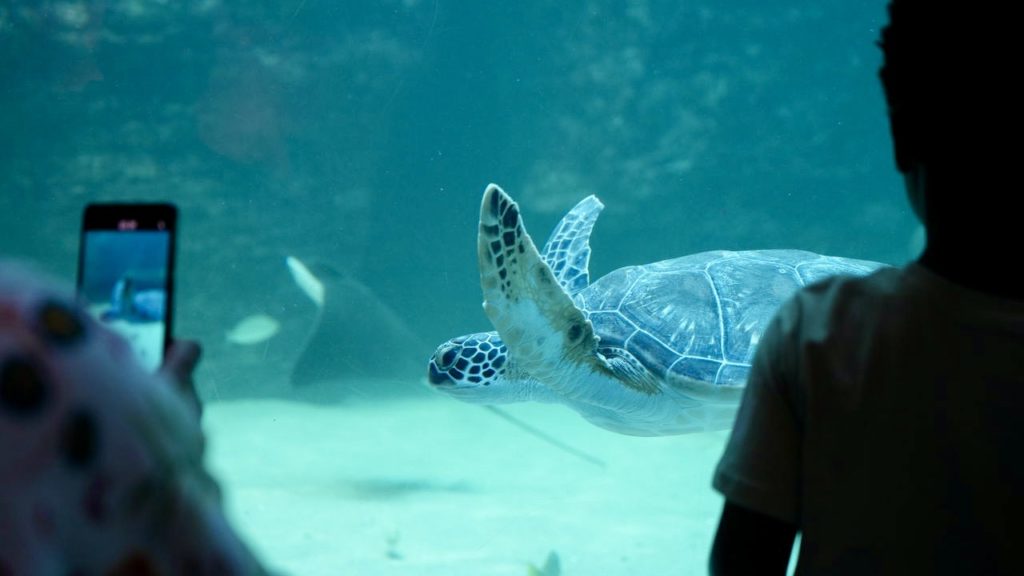 Two Oceans Aquarium welcomes green turtle Nori to its I&J Ocean Exhibit