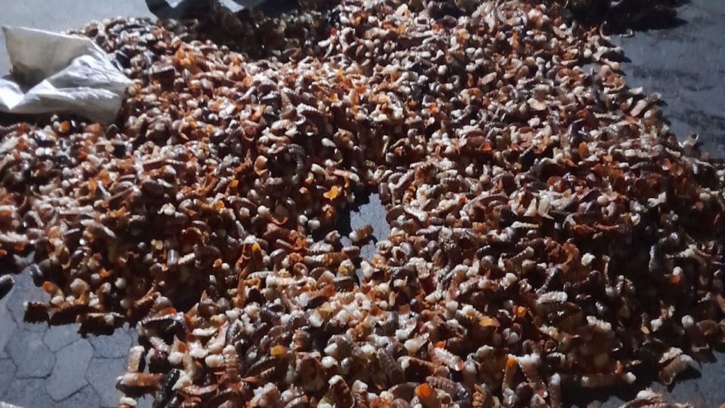 Operation Restore confiscates over 6000 lobster tails near Cape Town