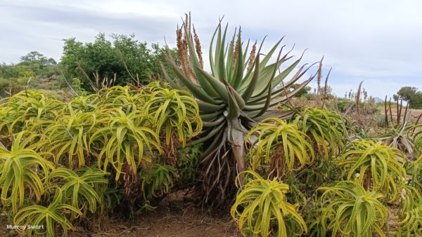 Karoo Desert Botanical Gardens