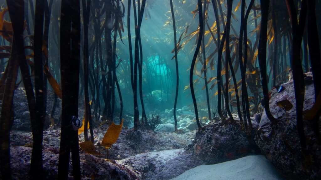 SU and Sea Change Project join forces to explore SA's kelp forests