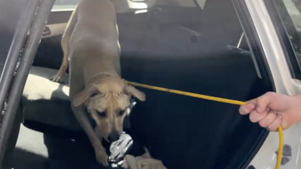 SPCA inspectors and SAPS rescue dogs trapped in locked car
