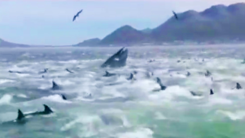 Watch: A video captures a marine spectacle off Cape Town's coast