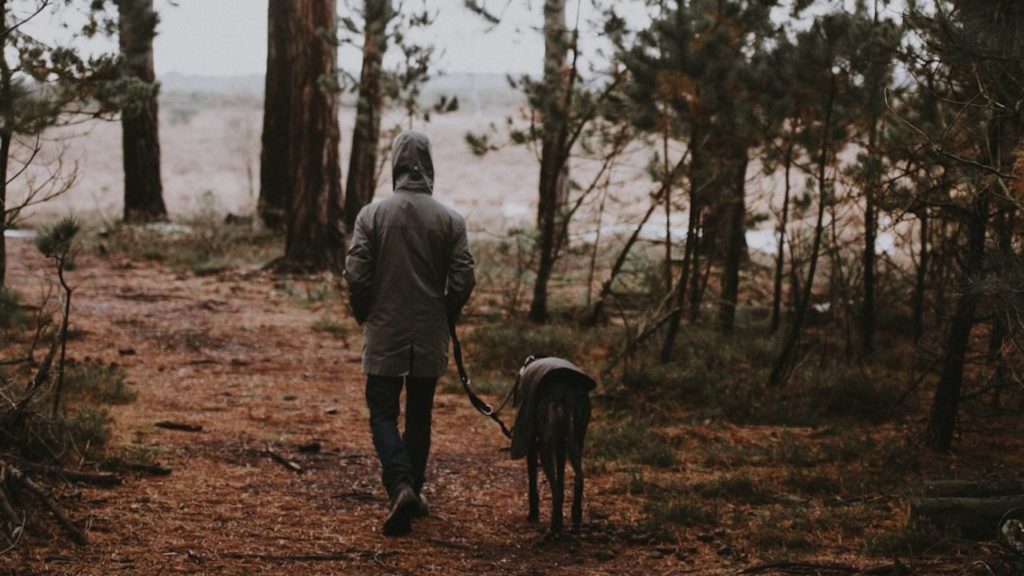 4 dog-friendly hiking trails to explore with your furry companion