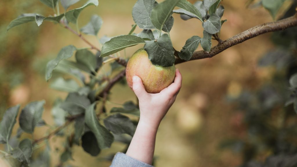 Explore farm fresh fun at these fruit picking spots in Cape Town