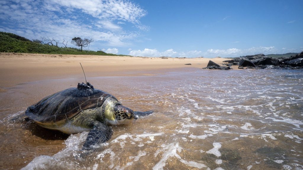 Bob the green turtle's satellite tag goes silent after 249 days of tracking