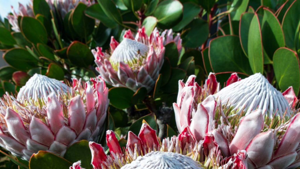TMNP concerned about increased protea poaching in Vredehoek