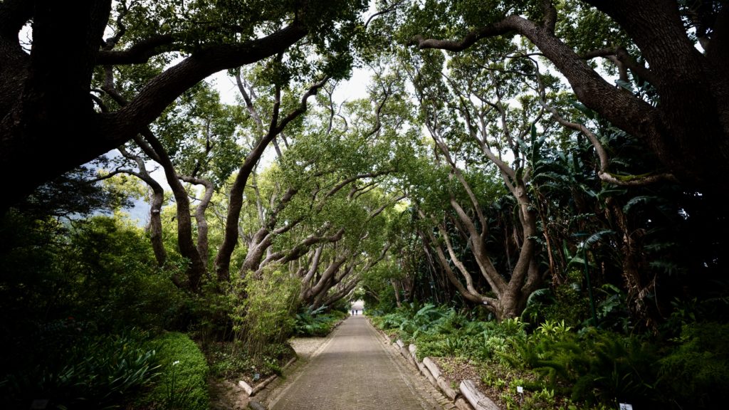 SANBI defends state of Kirstenbosch Garden following claims of neglect