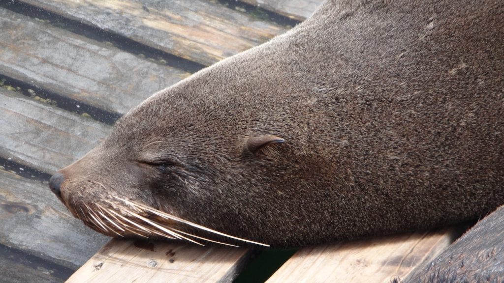 DFFE warns that seal harassment is a prosecutable offence