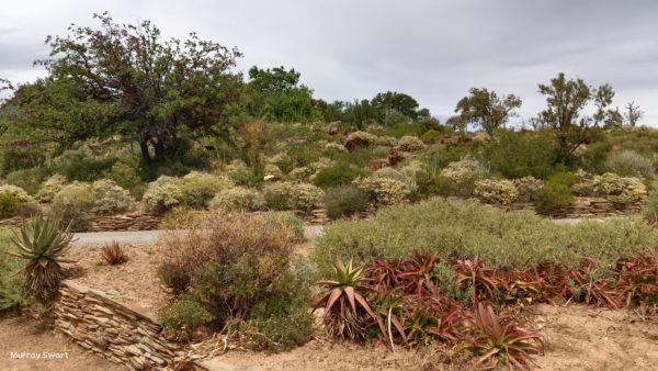 Karoo Desert Botanical Gardens