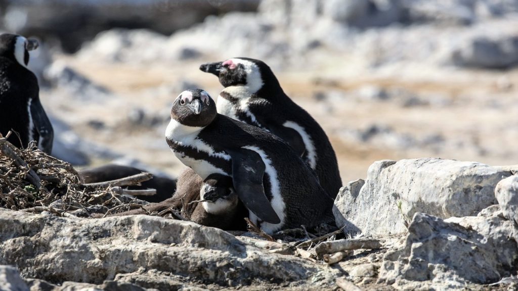Canadian actor Jeff Teravainen creates epic video of African penguins