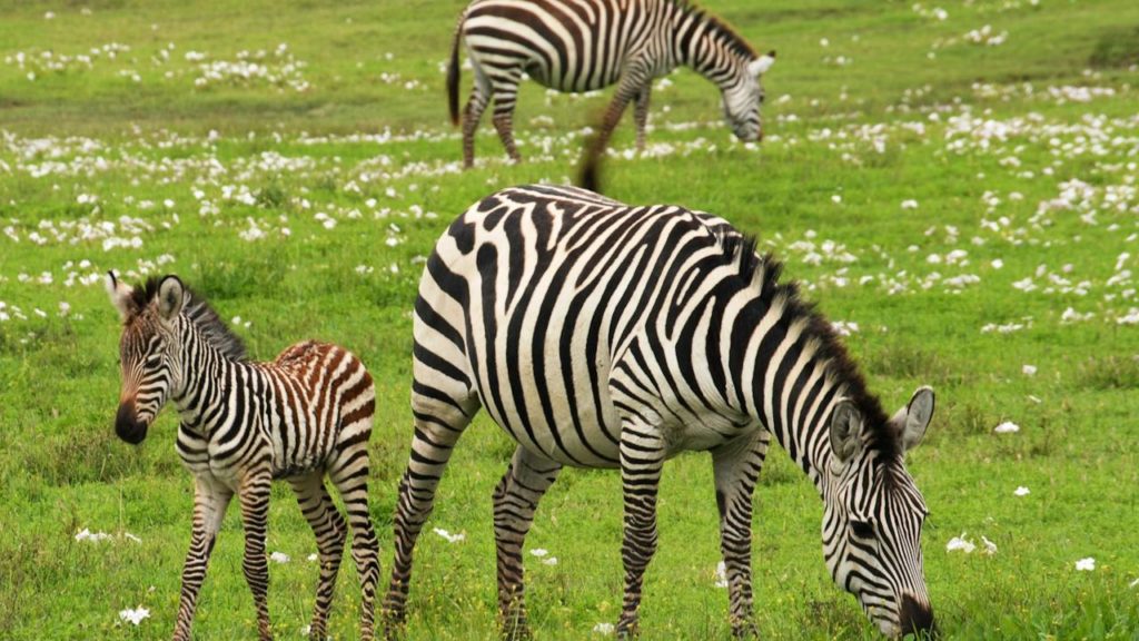 SA aims to introduce zebra and crocodile meat to the international market