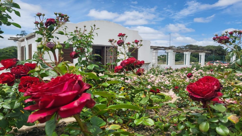 Wander through the gorgeous blooms at Durbanville Garden's rose show